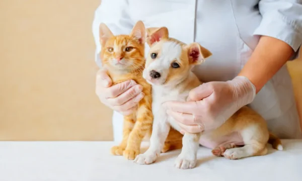 Animal Care Course