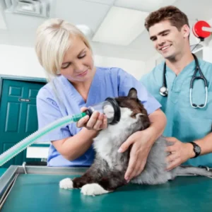 Animal Nursing Assistant Course