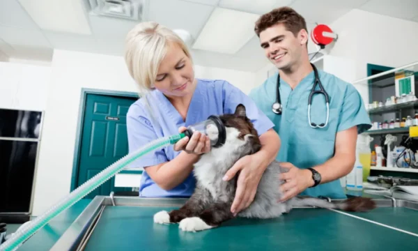 Animal Nursing Assistant Course