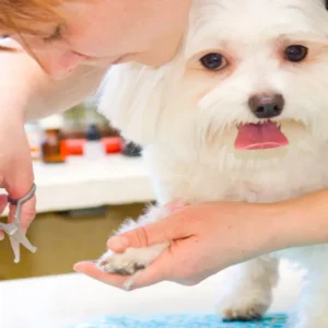 Dog Grooming Course