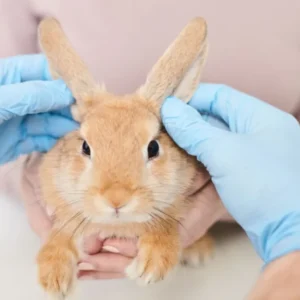 Rabbit Training