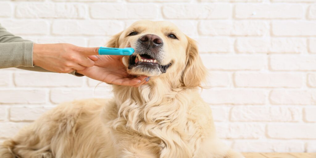 Dog Dental care