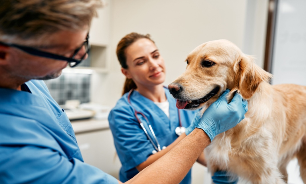 Dog Health Care