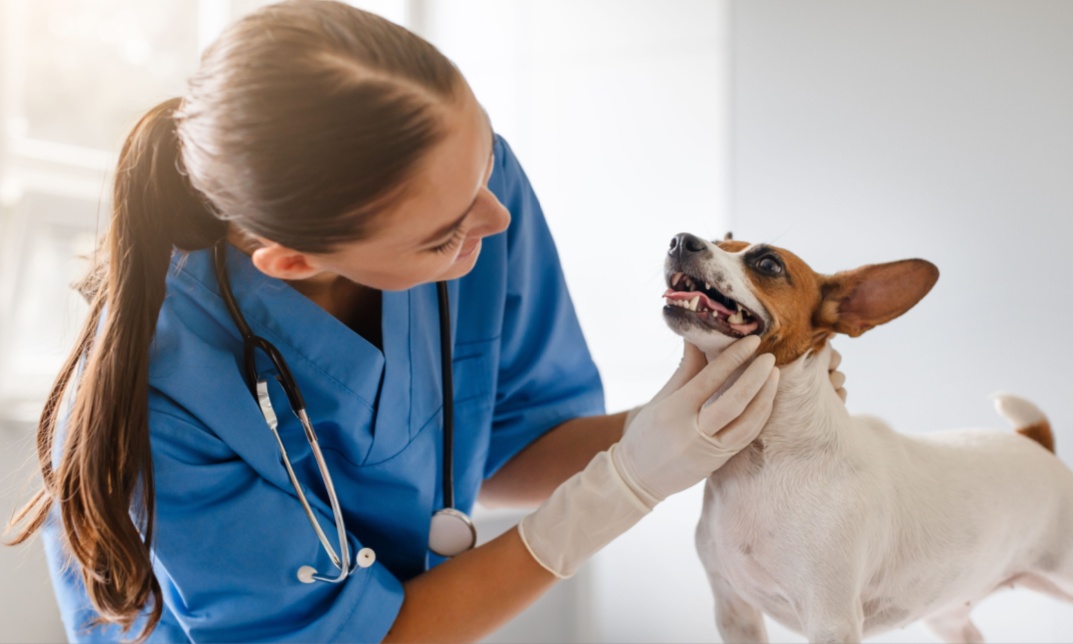 Dog Health Care Plan