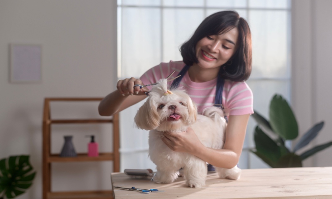 Cost of Dog Grooming