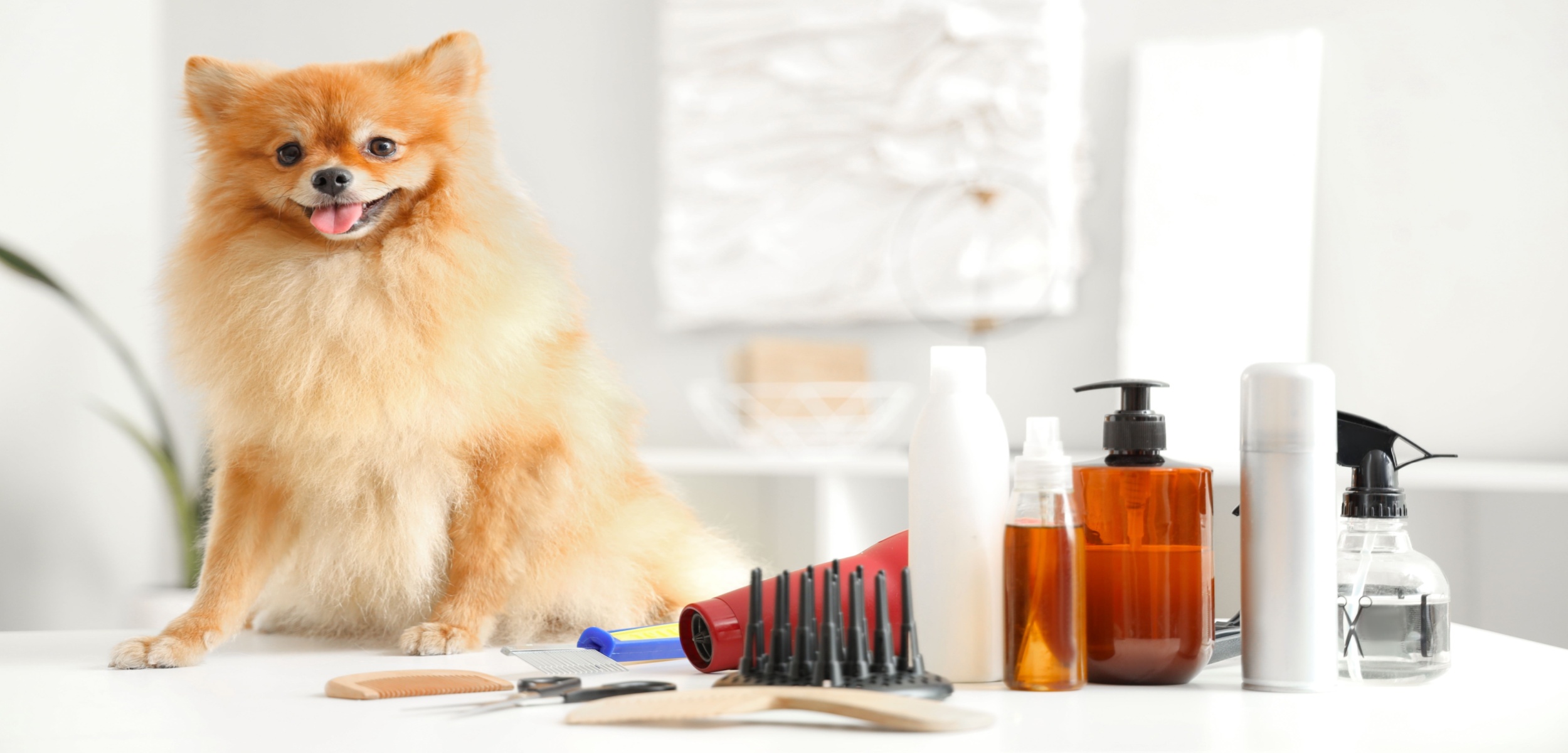 Factors that Affect the Cost of Dog Grooming