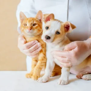 Animal Care Course