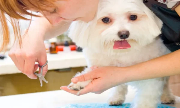 Dog Grooming Course