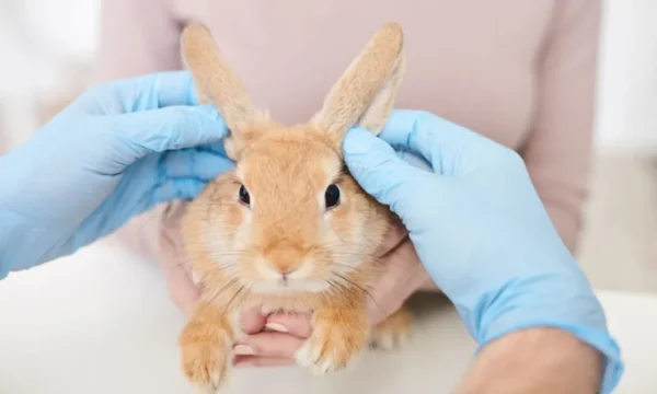 Rabbit Training