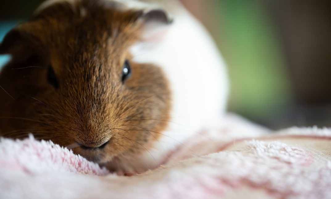 Are Guinea Pigs Nocturnal