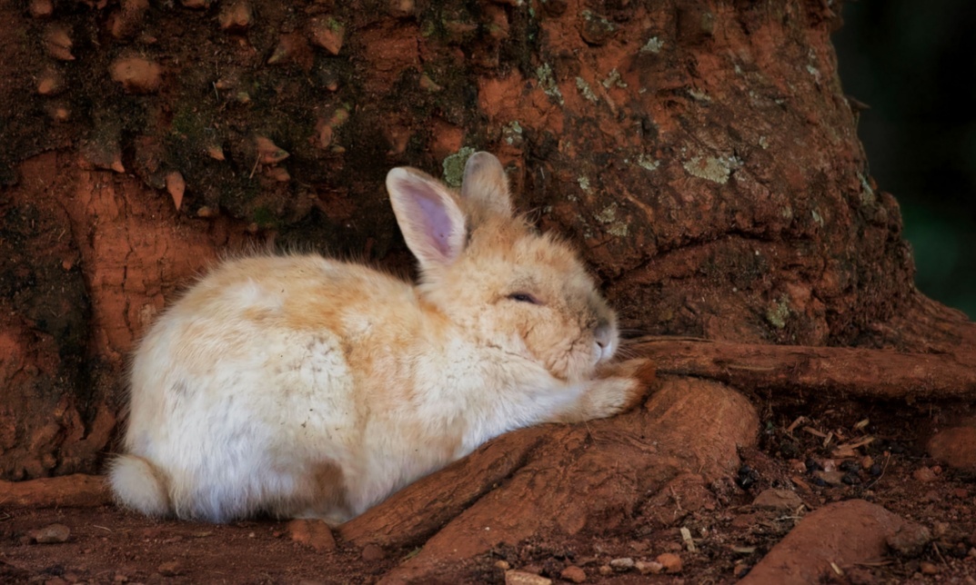 Bunnies Sleep with Their Eyes Open